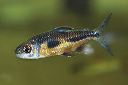 Bryconaethiops boulengeri