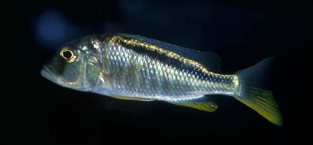 Stripeback Hap (Buccochromis nototaenia)