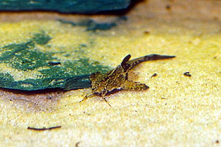 Banjo Catfish (Bunocephalus coracoideus)
