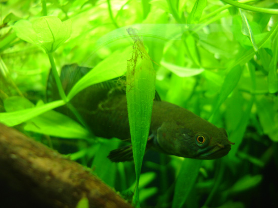 Adult male at rest among surface vegetation.