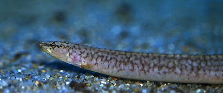 Caecomastacembelus albomaculatus