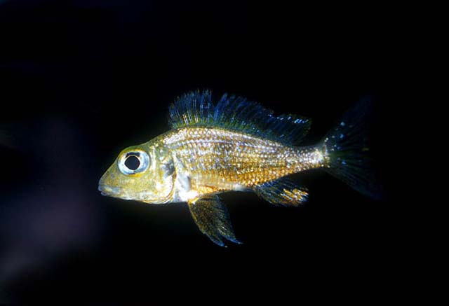 Skinny juvenile of Callochromis macrops