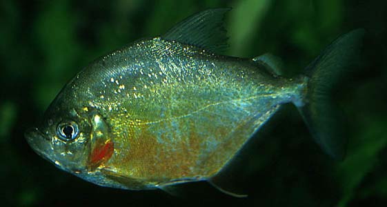Catoprion mento