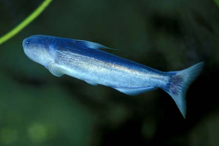 Blue Whale Catfish (Cetopsis coecutiens)