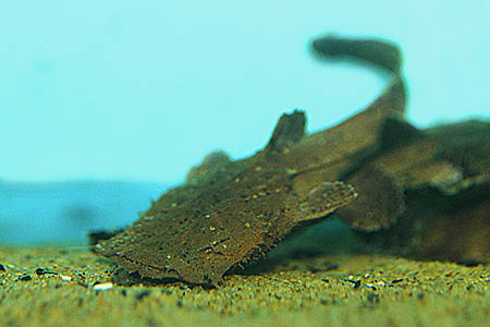 Chocolate Frogmouth Catfish (Chaca bankanensis)