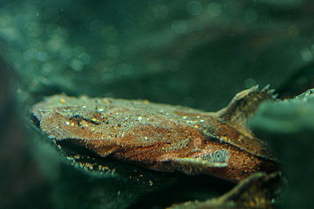 Chocolate Frogmouth Catfish (Chaca bankanensis)
