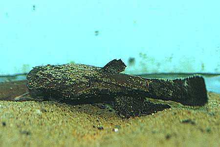 Chocolate Frogmouth Catfish (Chaca bankanensis)