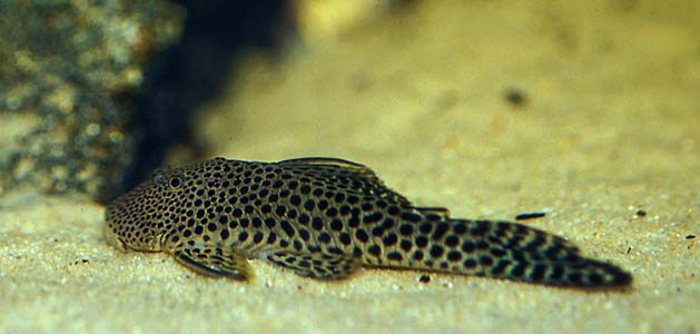 Chaetostoma sp. L187a