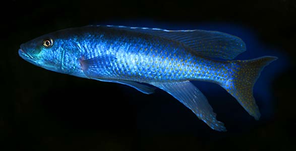 Champsochromis caeruleus male