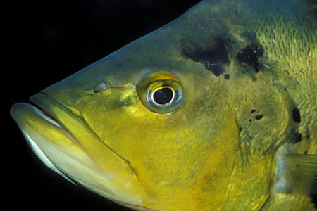 Peacock Bass (Cichla ocellaris)