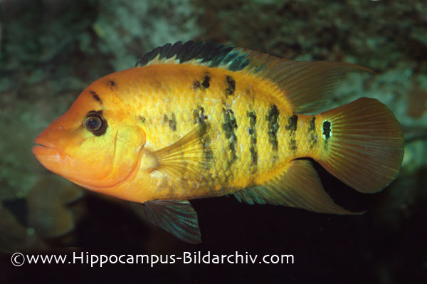 Cichlasoma festae