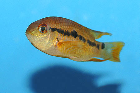 Bolivia Cichlid (Cichlasoma boliviense)