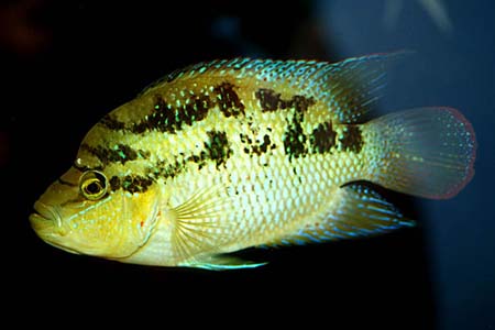 Salvini, Salvin's Cichlid (Cichlasoma salvini)