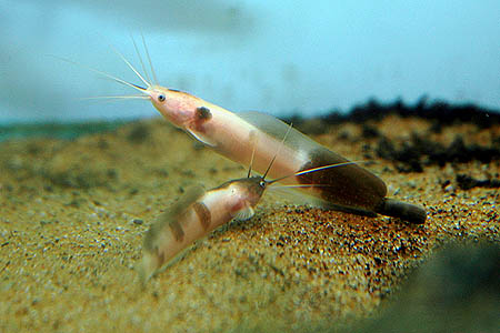 Walking Catfish (Clarias batrachus)
