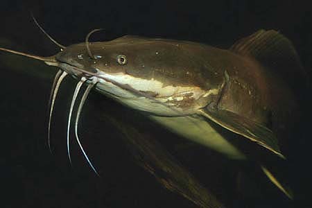 Walking Catfish (Clarias batrachus)