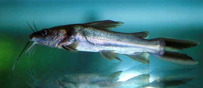 Widehead Catfish (Clarotes laticeps)