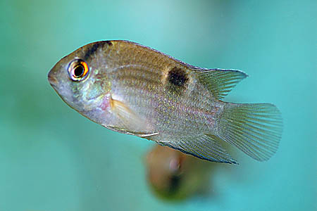 Juvenile specimen.