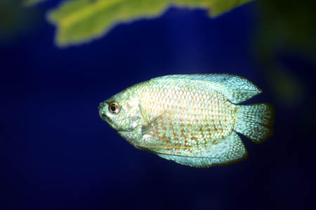Male of Colisa lalia - "Neon" form