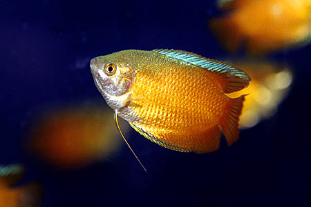Male of Colisa lalia - "Sunset" form