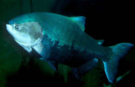 Colossoma macropomum adult
