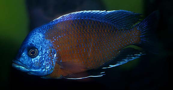 Copadichromis borleyi male