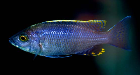 Copadichromis virginalis male