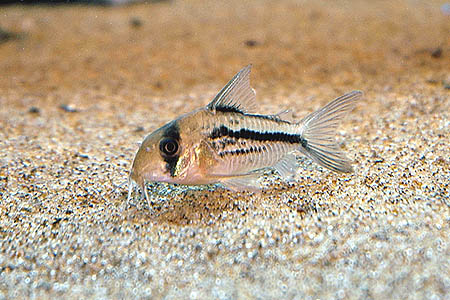 Adult.