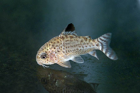 Specimen from the aquarium trade.