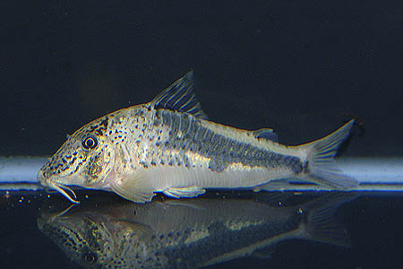 Specimen from the aquarium trade.