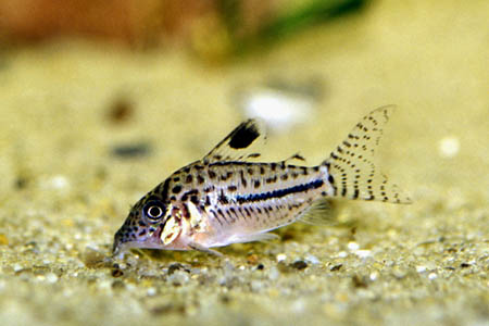 Corydoras gomezi