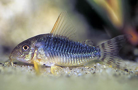 Subadult specimen.