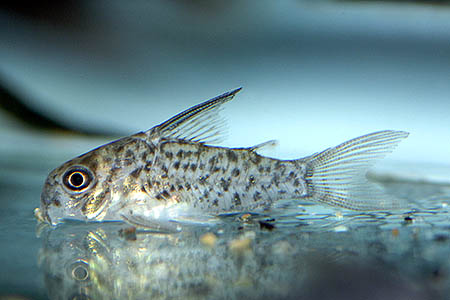 Corydoras loretoensis