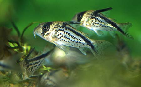 Corydoras loxozonus