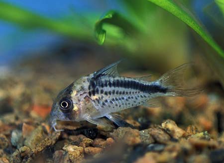 Corydoras loxozonus