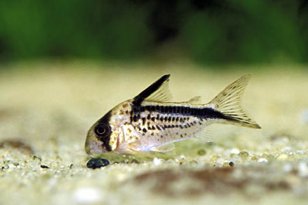 Corydoras loxozonus