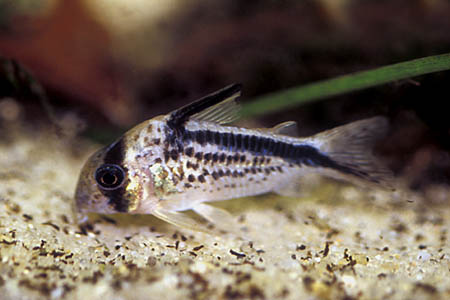 Corydoras loxozonus