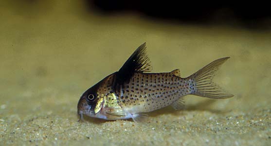Corydoras melanistius