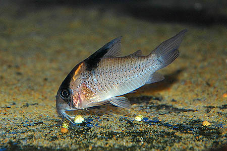 Corydoras melanistius