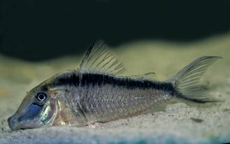 Long-nosed Skunk Cory (Corydoras narcissus)