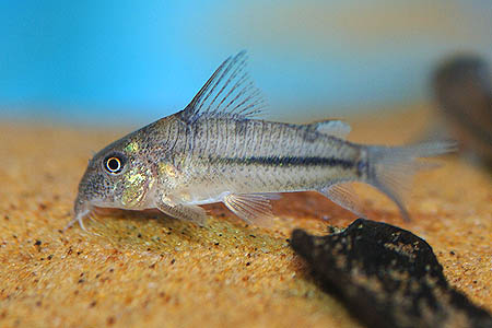 Natterer's Cory (Corydoras nattereri)