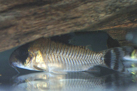 Flag-tailed Panda Cory (Corydoras oiapoquensis)