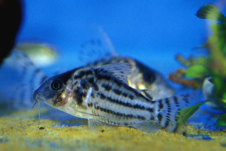 Corydoras ornatus