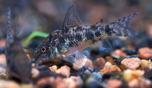 Pepper Cory (Corydoras paleatus)