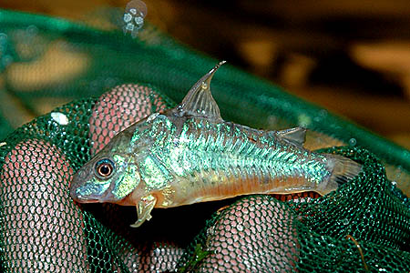 Pepper Cory (Corydoras paleatus)