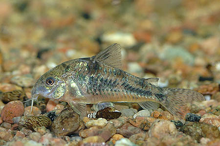 Pepper Cory (Corydoras paleatus)