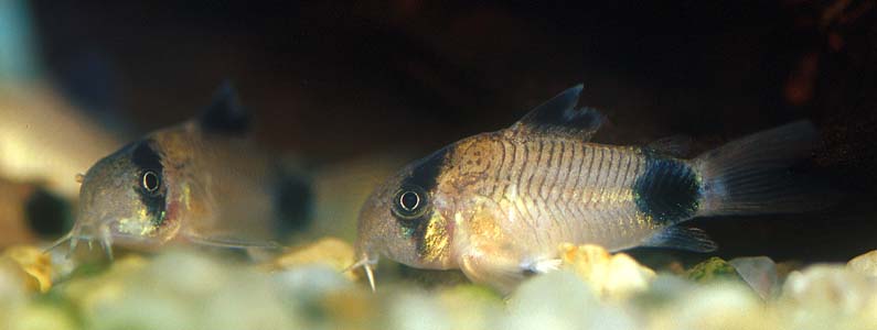 Panda Cory (Corydoras panda)