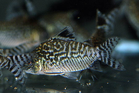 Reticulated Cory (Corydoras reticulatus)