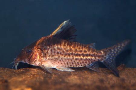 Robust Cory (Corydoras robustus)