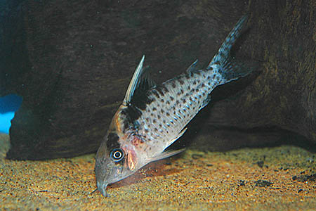 Robust Cory (Corydoras robustus)