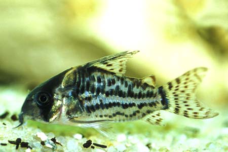 Schwartz's Cory (Corydoras schwartzi)